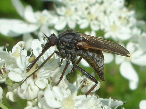 Empis tessellata